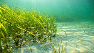Eine Seegraswiese auf dem Meeresboden.