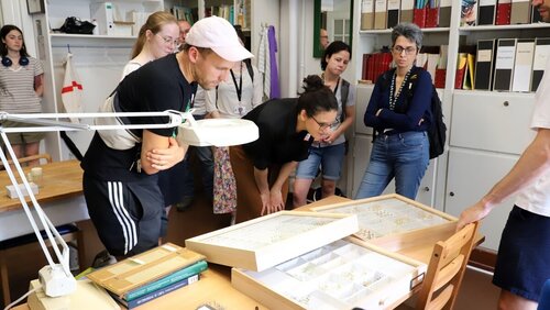 Teilnehmende betrachten Schmetterlinge in Sammlung