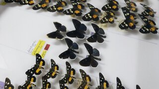 Schmetterlinge in Sammlungsbox