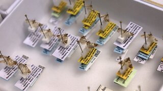 Schmetterlinge mit Sammlungsettiketten