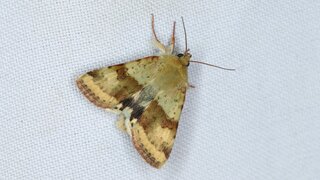 Nahaufnahme einer Schulterstreifenklee-Nachtfalters - Heliothis maritima