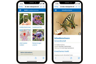 Smartphones mit geöffneten Anwendungen zum Insektenzählen