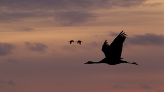 Kranichzug in der Abenddämmerung