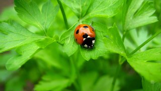 Nahaufnahme eines Marienkäfers auf grünen Petersilienblättern