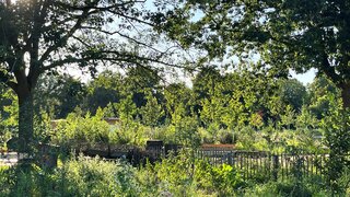Ein sommerlicher Garten mit Bäumen und vielen grünen Pflanzen.