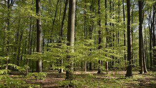 Wald mit Laubbäumen