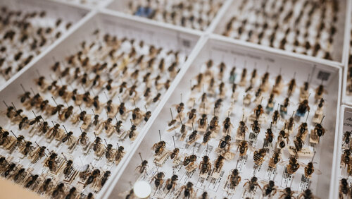 Glaskasten mit vielen toten Bienen auf Stecknadeln